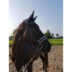 Super lieve en unieke Engelse Volbloed