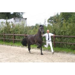 Prachtige 3 jarige Friese merrie van Epke