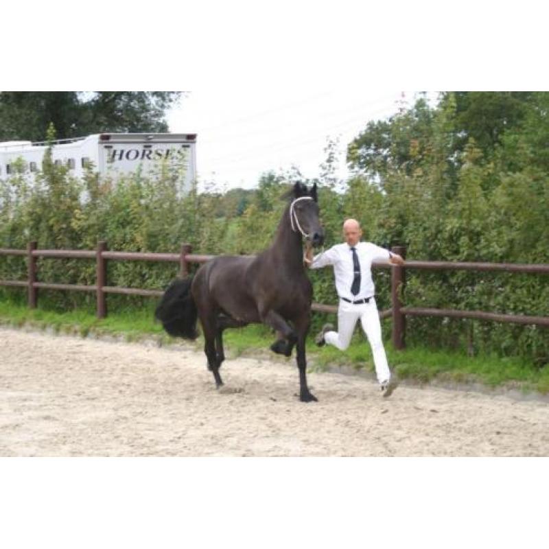 Prachtige 3 jarige Friese merrie van Epke