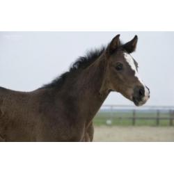 Natalia (Negro x Krack C)