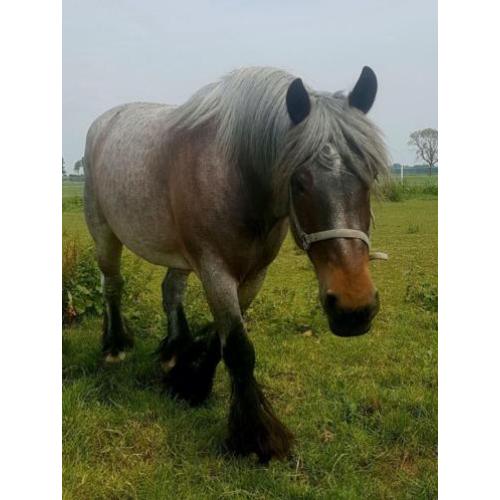 Trekpaard merrie 9 jaar