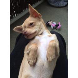 Chihuahua teefje VERMIST!!!