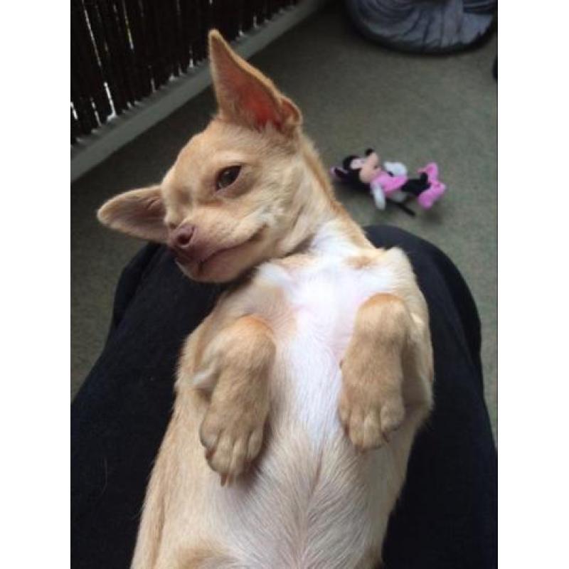 Chihuahua teefje VERMIST!!!