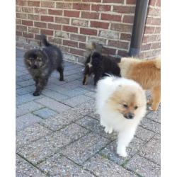 Pomeranian meisjes