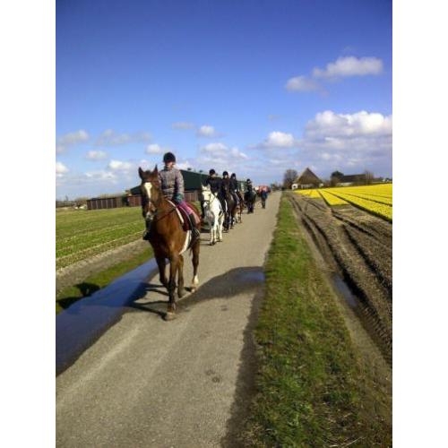 NIEUWE!!!BraveSport/recreatie/manegepaarden,inruil mogelijk!