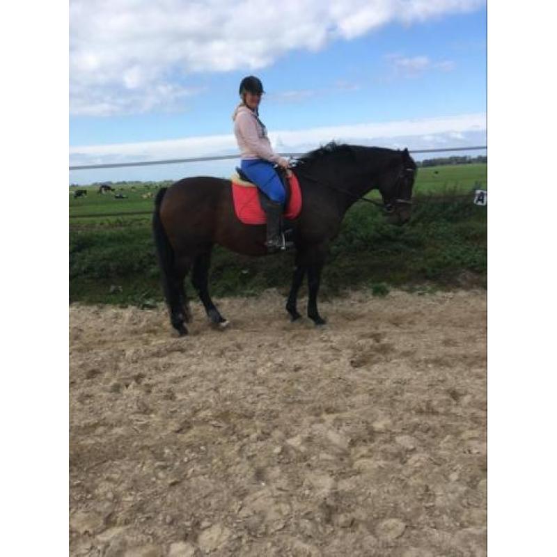 13-jarige mooie nuchtere Kwpn merrie