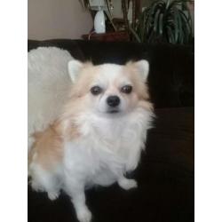 Chihuahua