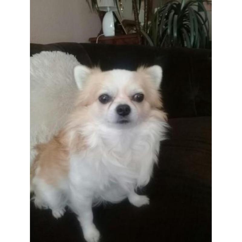 Chihuahua