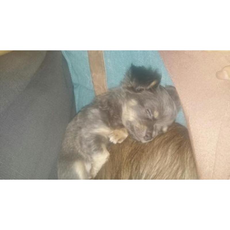 Prachtige stoere langharige chiuahua pup