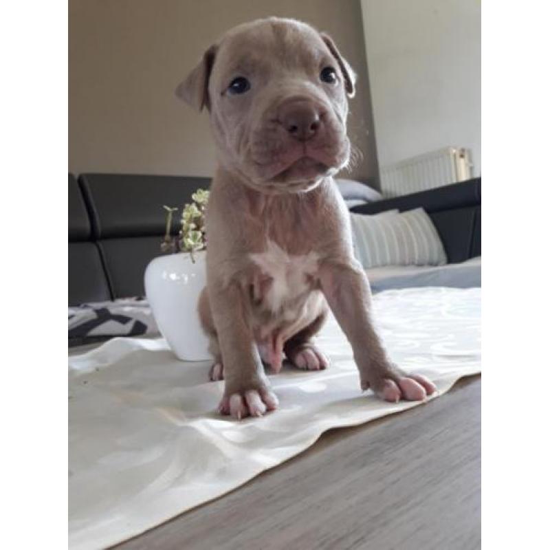 Amerikaanse pitbull pups