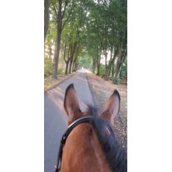 Super lieve 4 jarige Merrie te koop