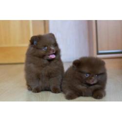 2 Zeer Mooie Choco Pomeranian/Pomeriaan/Dwergkeesje/FCI