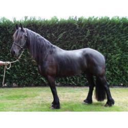 2 span friese paarden + toebehoren