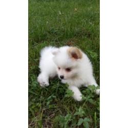 Schattig pups Pomeranian