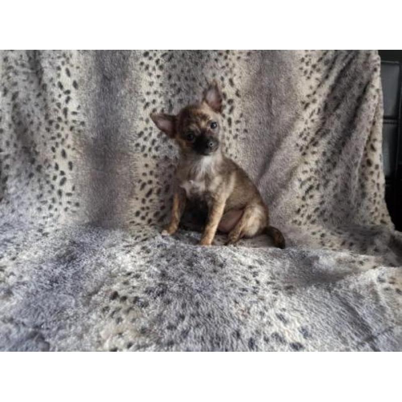 Pomchi (pomeranian x chihuahua)pups