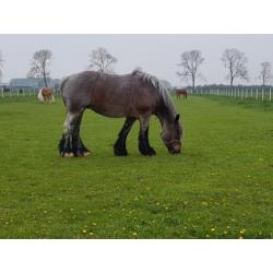 Trekpaard merrie 9 jaar