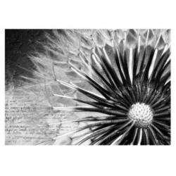 aanbieding Fotobehang 400x280cm dandelion voor €55