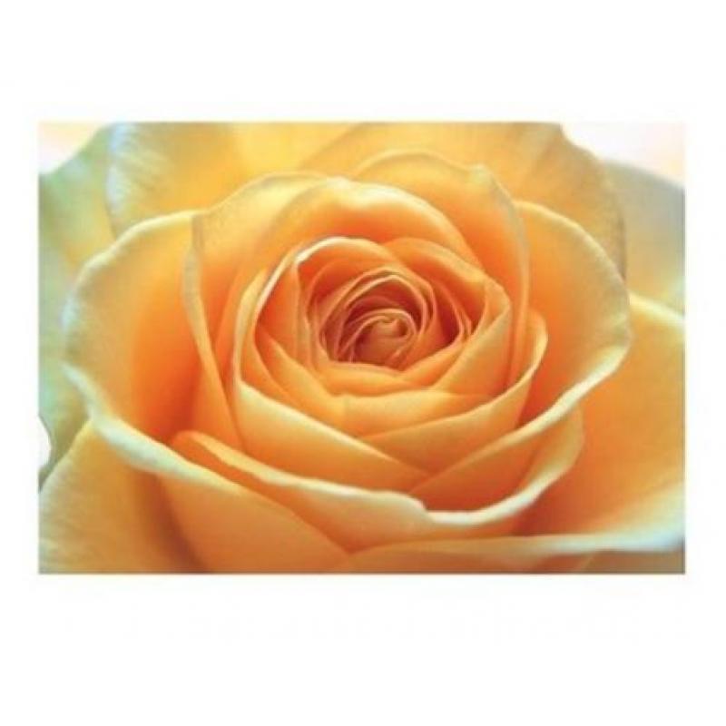 Fotobehang Rose No.14395 Orange 400x280cm voor €45