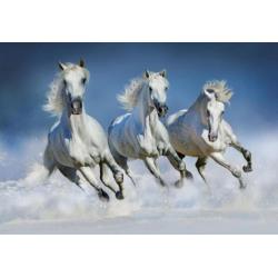 Fotobehang Paard bij de waterval, paarden VLIESbehang
