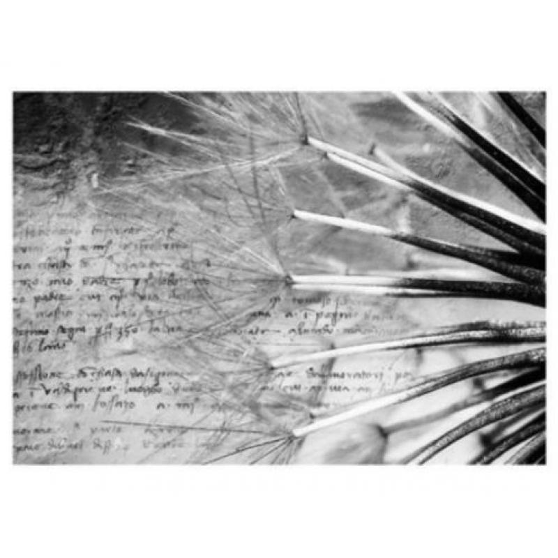 aanbieding Fotobehang 400x280cm dandelion voor €55